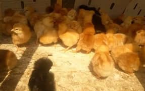 fancy chicks golden misri | Austrolop| Lohman Brown| Duck| RIR chick|