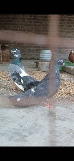 Fancy Pigeon Breeder Pair