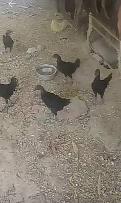 6 Chicks for sale