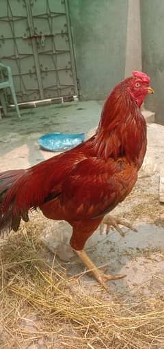 Aseel shamo+Pakistani hen&cock for sale