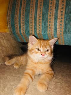 Persian Kitten Female