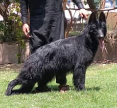 black long coat confirm breeder Gsd female for sale