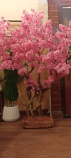 Cherry blossom Tree