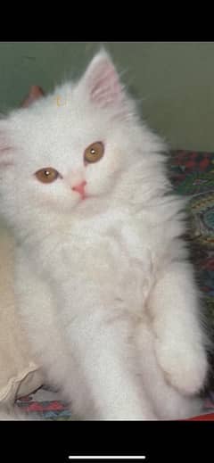 original persian kitty for sale