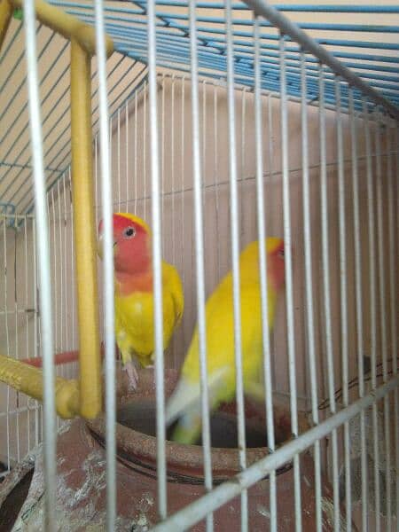 lovebird latino 0