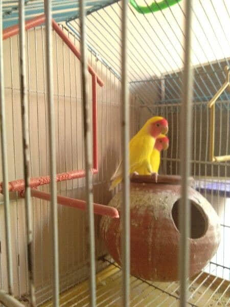 lovebird latino 1