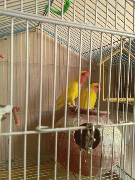 lovebird latino 2