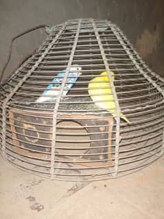 Full matured pair of cute parrots with an amazing cage
