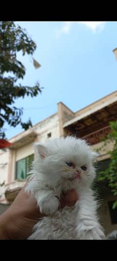 Persian kittens tripple coated pure white for sale