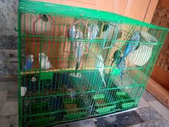 parrots and cadge for urgent sale