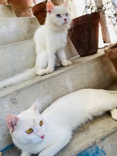 Persian cats pair with , yellow and blue eyes