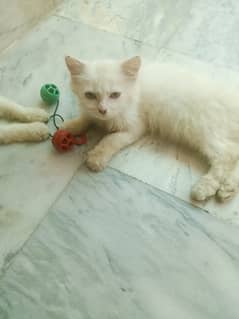 Persian Kittens pair for sale