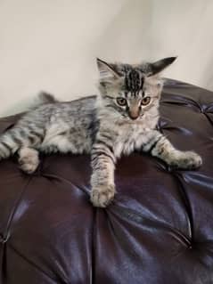 Beautiful Friendly Playful Female Persian Kitten of 3 months