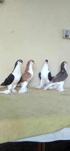 German sherazi pigeon 4 piece