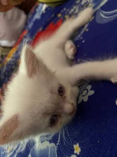 Persian Kittens for sale beautiful