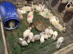 red eyes white rabbits for sale