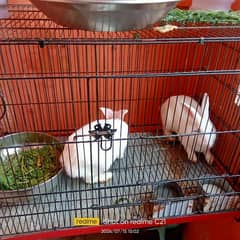 Male female rabbit for sale with cage