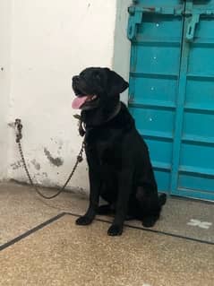 Black Labrador Dog Male