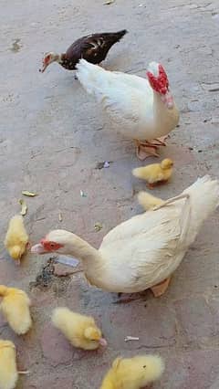 white Muscovy duck and Chicks
