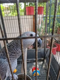 African grey hand tamed 5.5 months