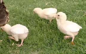 Hera chicks for sale
