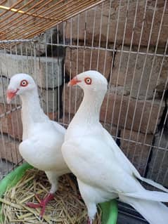 fancy pigeons