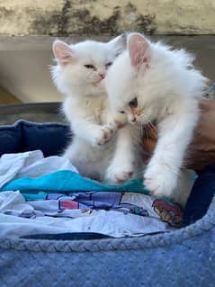 Persian kittens for sale pair