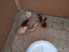 Aseel Jawa Chicks for sale