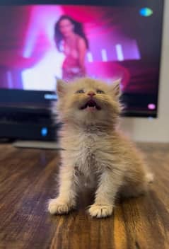 persian Male kittens Doll face available