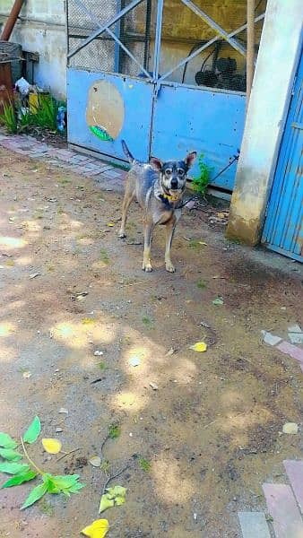 Dog for sale urgent 4