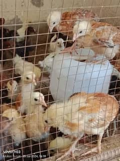 45 days golden misri chicks pure chick price 180 per piece