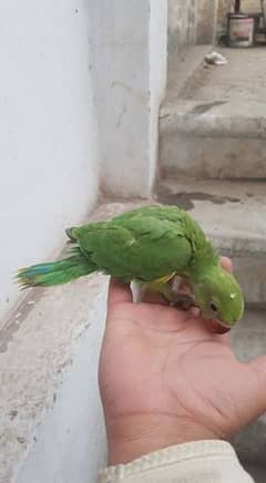 green chicks