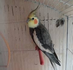 cockatiel with a cage