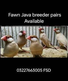 fawn java breeder pairs