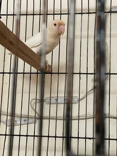 Albino Red eyes chicks 9 months Non DNA