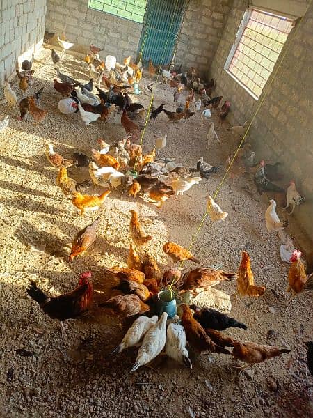 chickens for sale 4