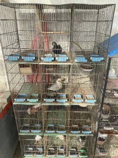 12 portion cage available