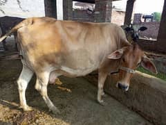 Cross Cow for Sale
