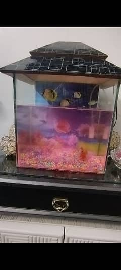 Fish Aquarium