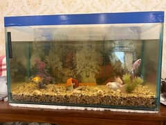 Selling fish tank along with fish and accessories inside