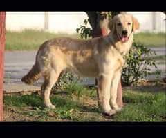 Golden Retriever/Golden Retriever dog For Sale/Golden Retriever female