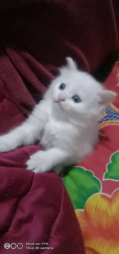 4 Persian Double Coated Kitttes For Sale In Okara
