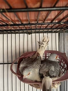 Dove adult pairs are upto for sale