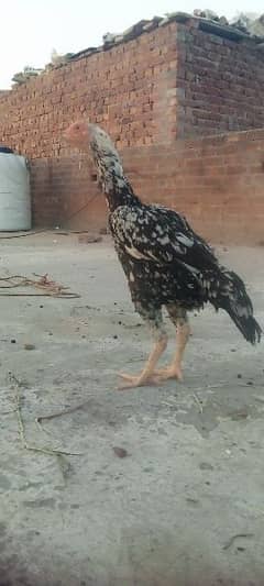 shamo cross hen for sale