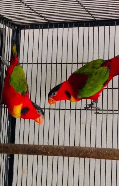 Yellow-bibbed Lory Breeder Pair 0