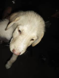 Labrador Male 2 months age for sale