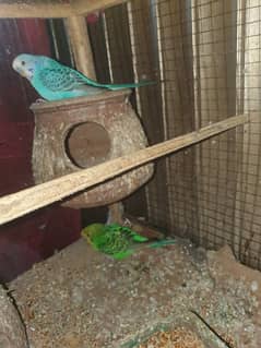 Australian parrot black eye adult 0