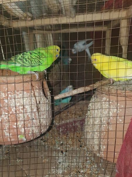 Australian parrot black eye adult 3