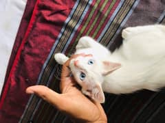 persian Cat/pershion cat/Cat / White Cat