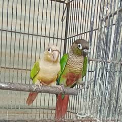 Pineapple Conure For Sale in cheap Price